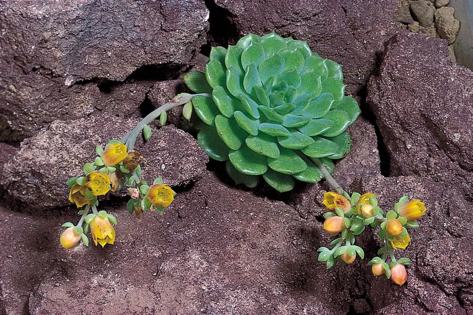 <p>Adapted to little water</p>