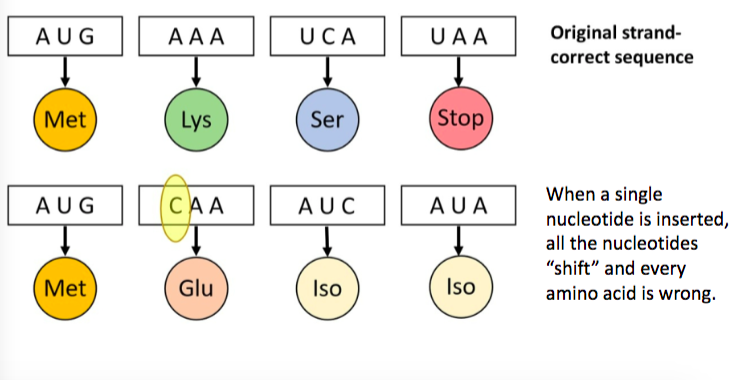 <p>a nucleotide is inserted or deleted causing the whole polypeptide chain to be disrupted </p>
