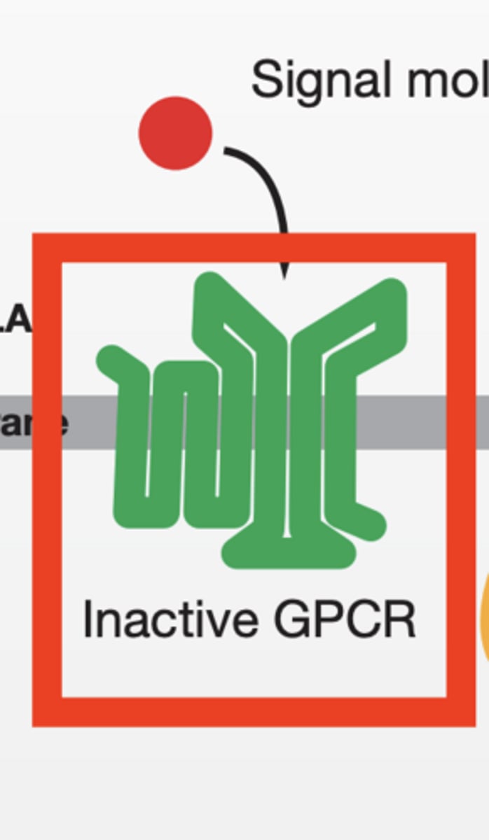 <p>G-PROTEIN COUPLED RECEPTORS (STRUCTURE)</p><p>7 transmembrane spanning helices</p><p>Family of proteins includes Rhodopsin (light activated photoreceptor)</p><p>signal binding happens deep inside pocket created by helices</p><p>controls cAMP and Ca+ among other second messengers</p><p>Step 1: No signal</p><p>GPCR = inactive</p><p>G protein = GDP-bound (OFF)</p><p>STEP 2: Signal binds</p><p>ligand binds GPCR</p><p>GPCR changes shape</p>