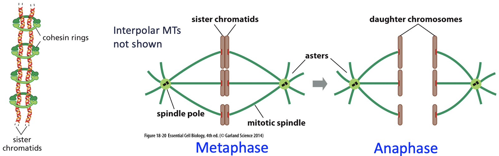 <ul><li><p>chromosomes are replicated in S-phase => 2 sister chromatids </p></li><li><p>sister chromatids stick together via cohesins </p></li><li><p>at anaphase, sister chromatids separate as cohesins are cleaved by separase enzymes </p></li></ul><p></p>