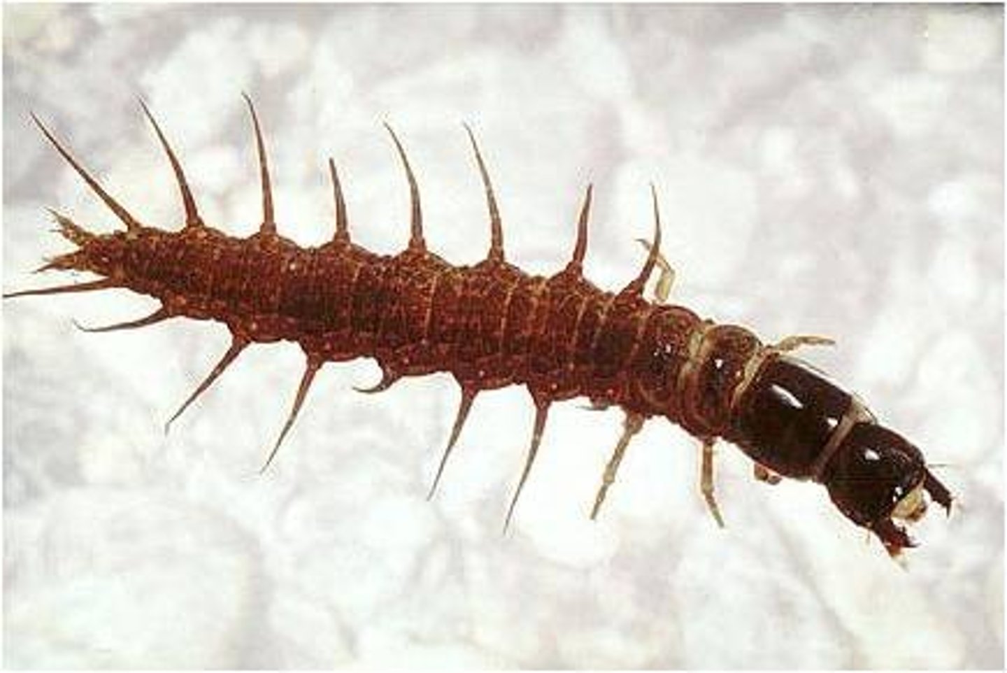 <p>Family Corydalidae / Holometabolous</p><p>- Larvae are aquatic (aka hellgrammites)</p><p>- Huge male mandibles</p><p>- Good fishing bait</p><p>- Voracious predator (as larvae)</p><p>- Pupate in soil</p><p>- Adult: terrestrial</p>