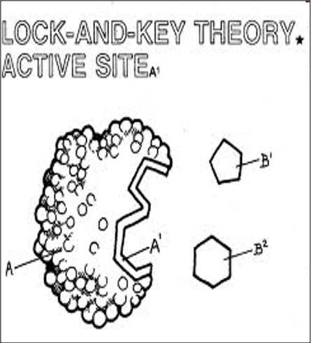 <p><span>Lock-and-key model</span></p>