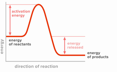 <p>Is this exothermic or endothermic?</p>
