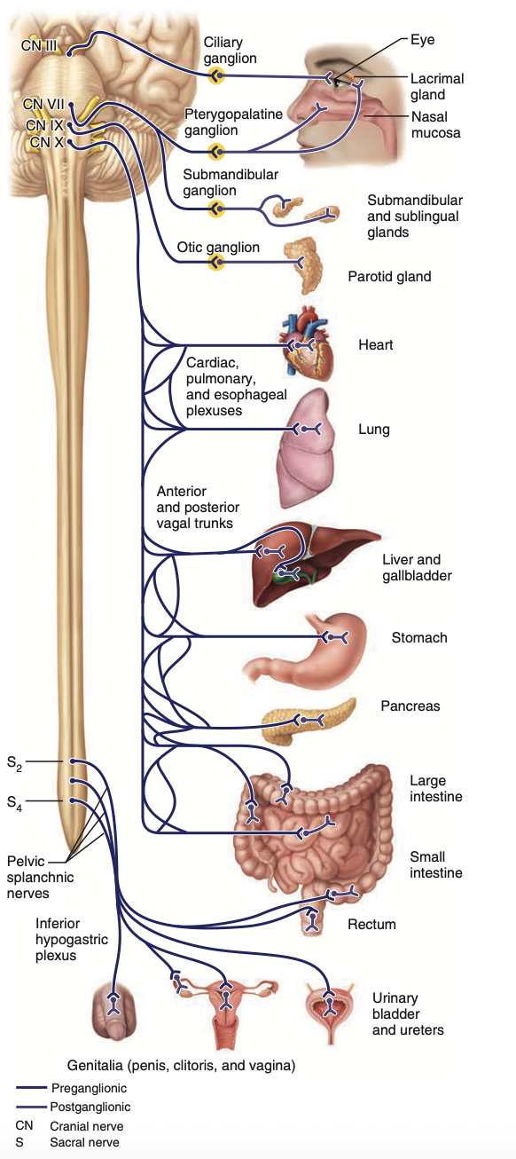<p><strong><em>Cranial &amp; sacral divisions/outflow:</em></strong></p><ul><li><p>Neurons only exit from the <strong><em>grey matter</em></strong> of spinal segments</p></li></ul><p></p><ol><li><p>Sympathetic motor neurons originate from the grey matter of T1-L2 spinal segments (not enough grey matter in sacral spine segments to form lateral horns)</p></li><li><p>Synapsing of pre<strong><em><u>-ganglionic neuron</u></em></strong>&nbsp;and&nbsp;<strong><em><u>post-ganglionic neuron</u></em></strong>&nbsp;occurs CLOSE to the visceral structures</p></li><li><p>Innervates visceral organs</p></li><li><p>Cranial divisions have synapsing occur close to the organs</p></li><li><p>Sacral divisions have preganglionic neurons exit from grey matter, synapsing close to true pelvic organs&nbsp;</p></li></ol><p></p>