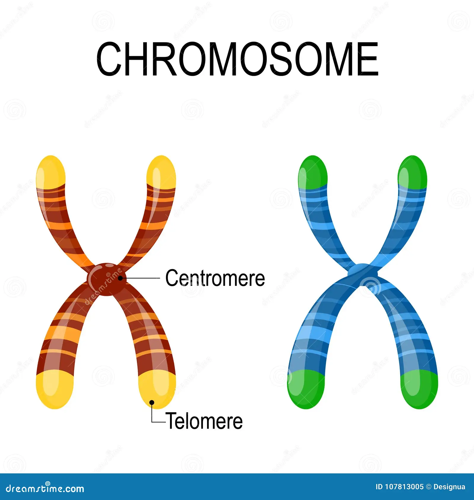 <p>centromeres- point of attachment between two chromosomes after DNA duplication</p><p>telomeres- protective caps on linear chromosomes (protect chromosome from degredation)</p>