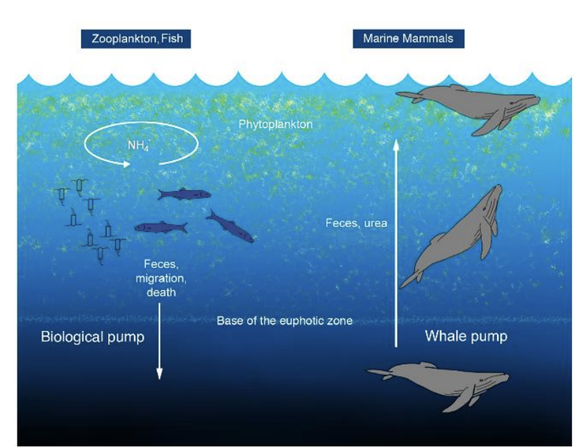 <p>Ecosystem engineers→ Whale pump in opposite direction to biological pump</p><ol><li><p>Feed at depths</p></li><li><p>produce liquid feaces at the surface</p></li><li><p>rich in N and Fe</p></li><li><p>stimulate planktonic photosynthesis</p><ul><li><p>therefore, plankton rely on whales to surive</p></li></ul></li><li><p>Also move up and down in depths→</p><ul><li><p>redistributing large quantities of nutrients via urea </p></li></ul></li><li><p>Great Whale conveyor:</p><ul><li><p>carcasses sink to the seafloor</p></li><li><p>shunting tonnes of C from the surface</p></li><li><p>sustaining highly specialised communites of whale-fall scavaneger</p></li></ul></li></ol><p></p>