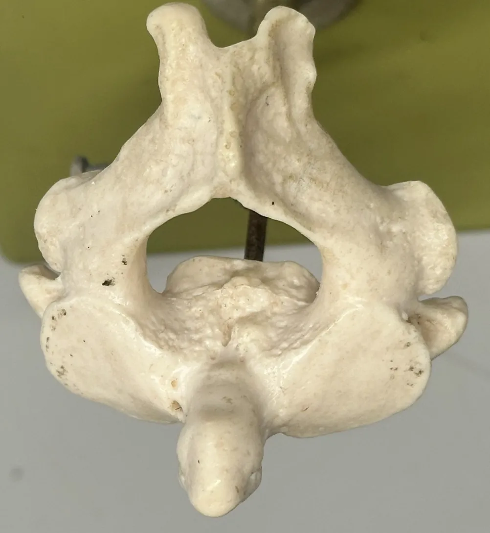 <p>C2</p>