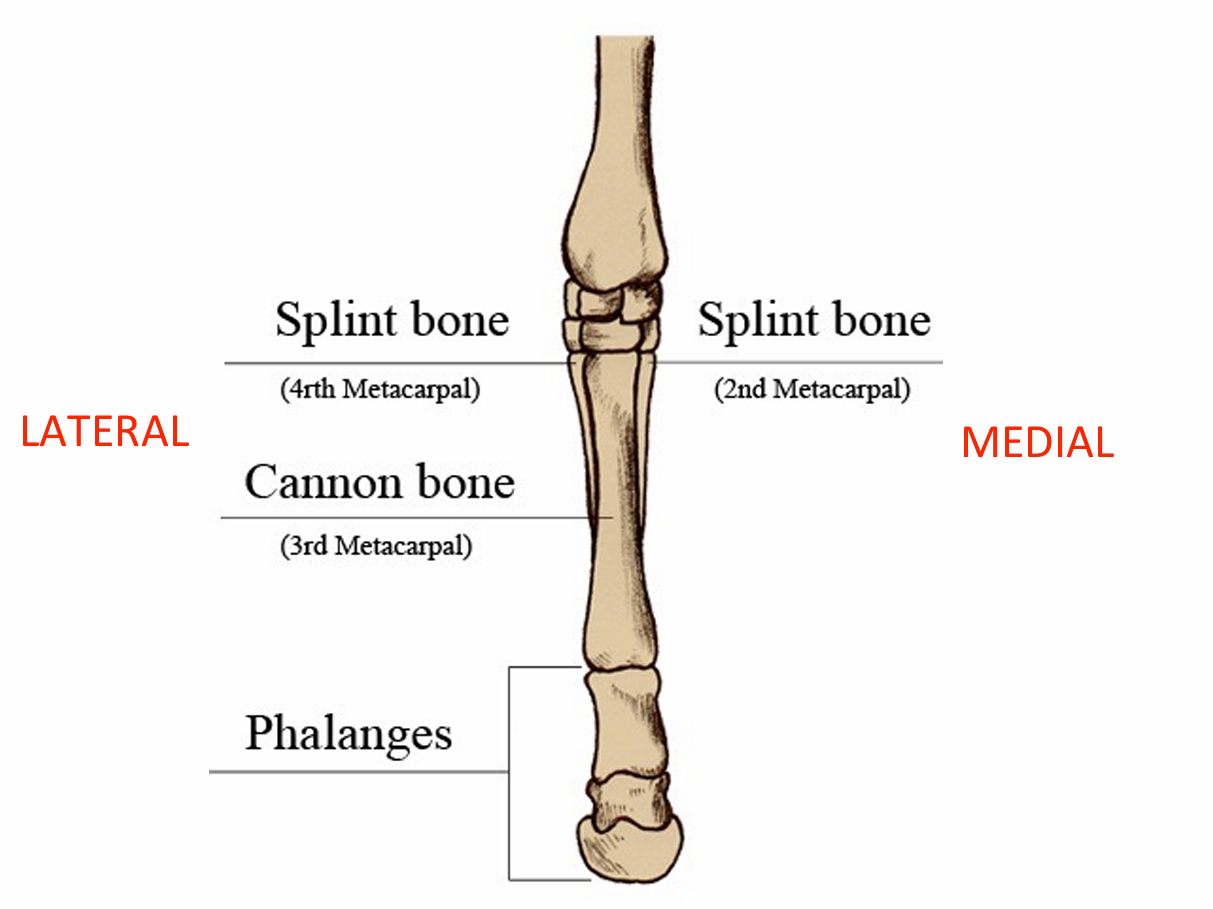 <ul><li><p>Metacarpal bones II-IV (medial to lateral)</p></li><li><p>Mc II and IV are <strong>splint bones</strong></p></li><li><p>Mc III is the <strong>cannon bone</strong></p></li><li><p>Mc I is absent</p></li></ul><p></p>