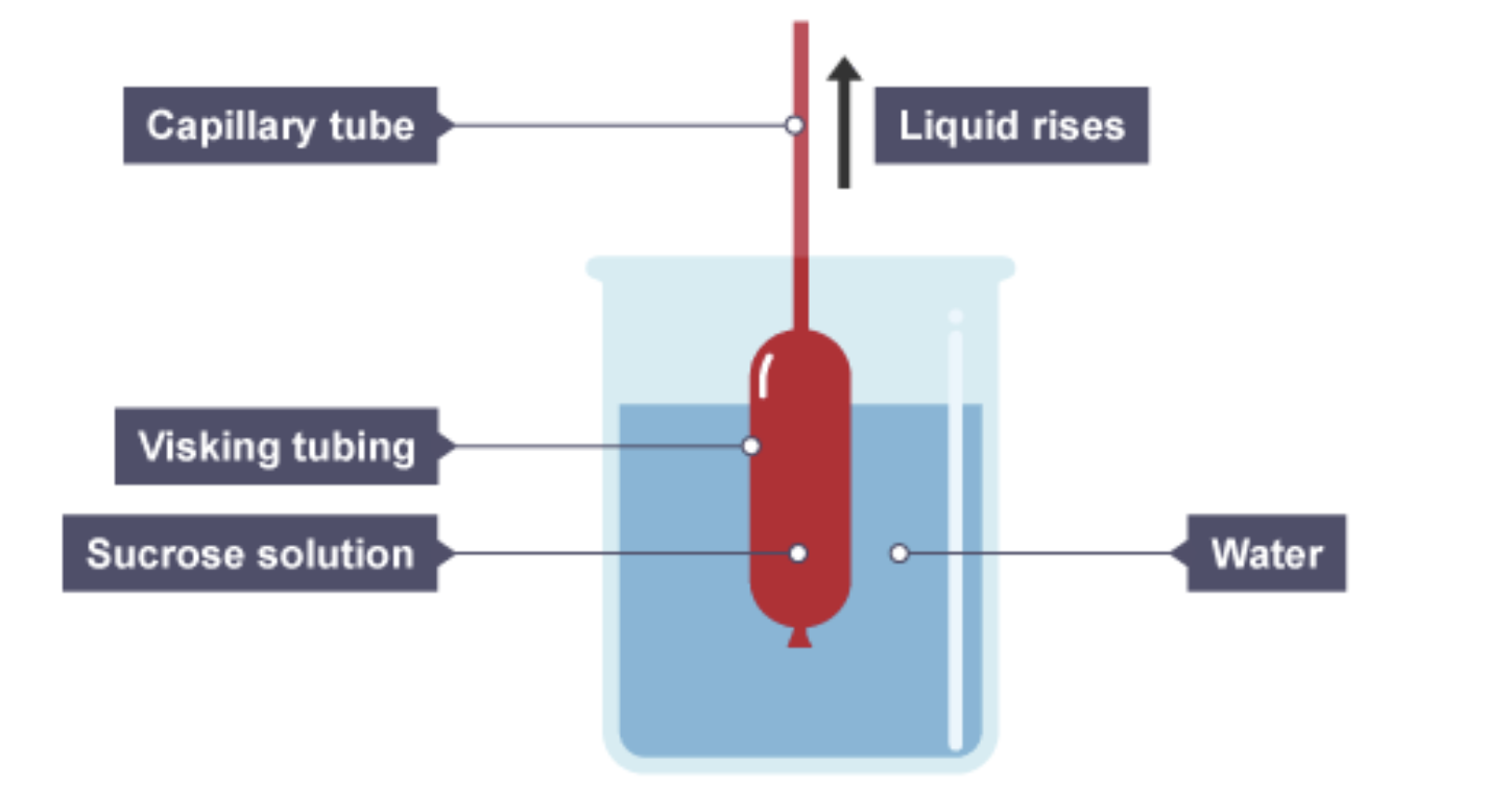 <p>get a thistle funnel that contains sugar solution and a Visking tubing at the end of the thistle funnel. Then put it in a beaker that has water. Overtime the water should decrease because the water goes from a high to low concentration </p>