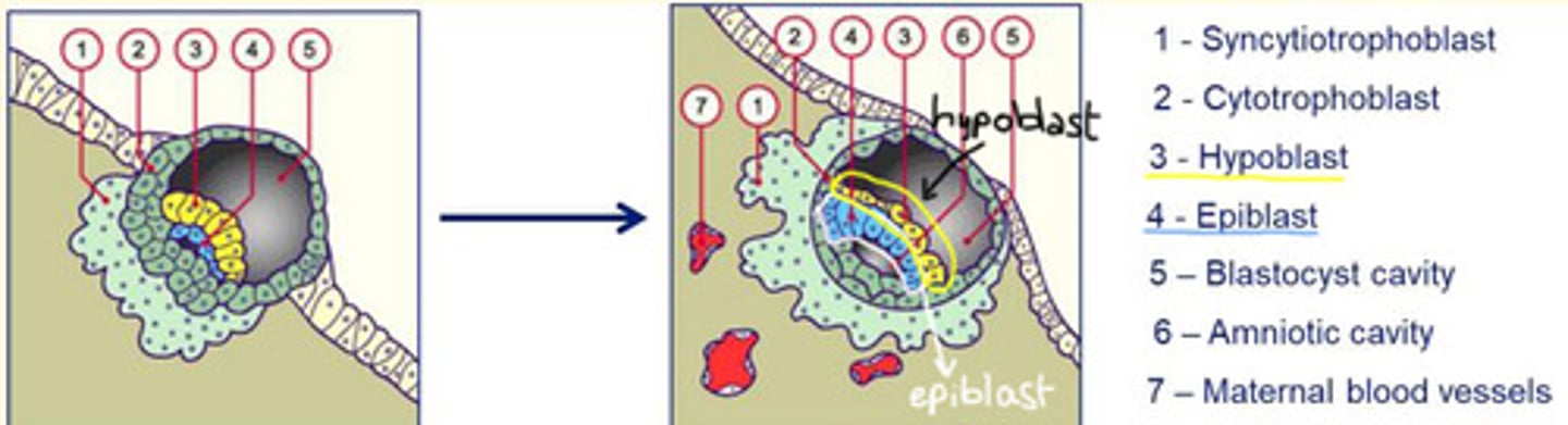 <p>Formation of the bi-laminar embryonic disc</p><p>- Differentiation of the inner cell mass (ICM) into flat, bilaminar embryonic disc consisting of epiblast and hypoblast cells</p>