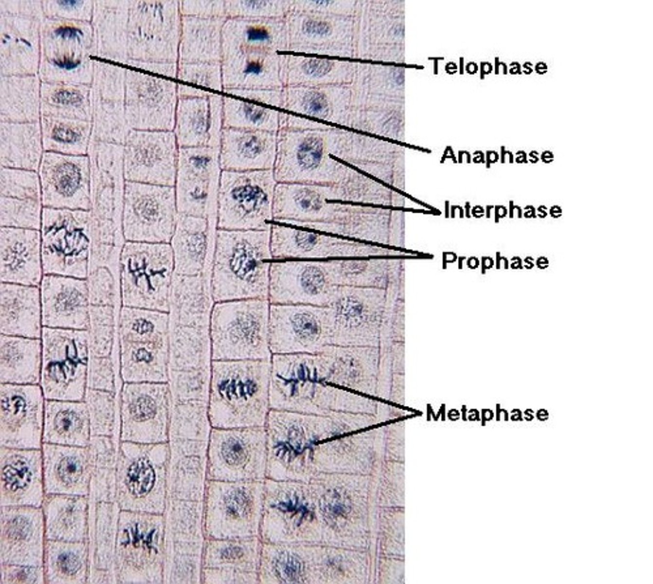 <p>-take sample of root tip</p><p>- add HCL acid to root tip (to breakdown lamella/celloluse)</p><p>- add stain such as toluidine blue/methy blue and warm to make stain more visible</p><p>- Use a mounted needle to break open the root tip</p><p>- then gently squash under coverslip</p><p>(squash so that cells are seperated and mitosis is visible)</p>
