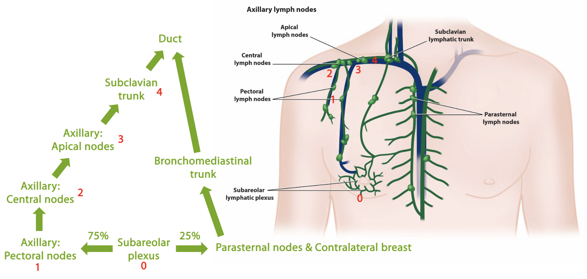 <p><strong>thorax: breast and axilla</strong></p><ul><li><p>subareolar plexus → 75% to ______</p></li><li><p>subareolar plexus —> 25% to ______</p></li></ul><p></p>