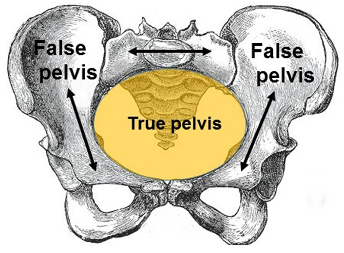 <p>region below pelvic brim</p>