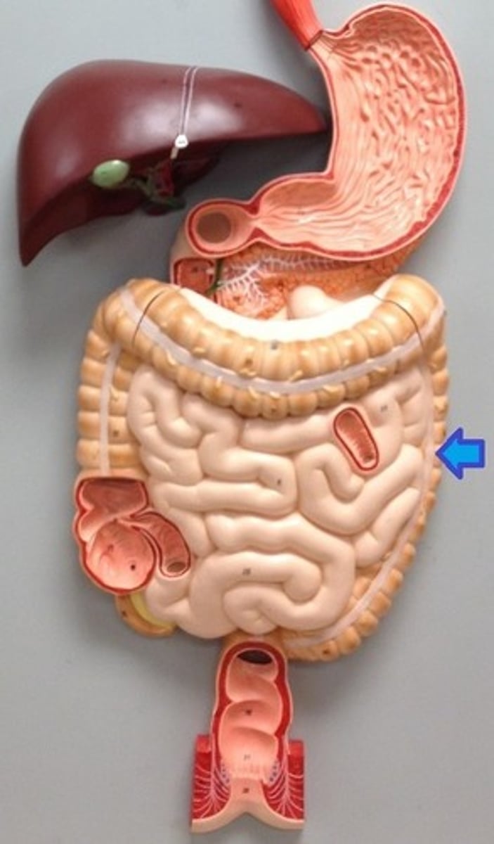 <p>portion of the colon that extends downward from the transverse colon</p>