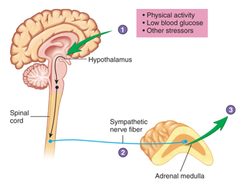 <ul><li><p>Gland: adrenal medulla</p></li><li><p>Type: amine, water-soluble, membrane receptor</p></li><li><p>Target tissues: heart, adipose, skeletal muscle, liver, blood vessels</p></li><li><p>Effects: increases blood glucose, increase fat breakdown, increase blood flow to heart and skeletal muscle, decrease blood flow to skin, urinary and digestive systems, increase blood pressure</p></li><li><p>Stimulus: <strong>neuronal </strong>(sympathetic nervous system). physical activity, low blood glucose</p></li><li><p>Regulation: <strong>short-term termination </strong>when stimulus removed</p></li></ul><p></p>