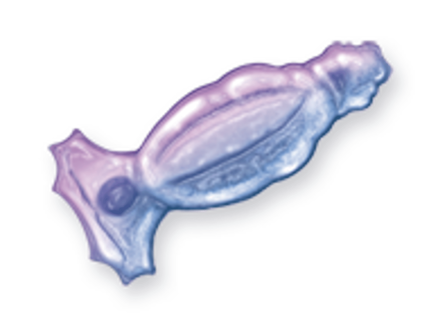 <p>Marine and freshwater; usually external parasites of fish; simple life cycle (no intermediate host)</p>