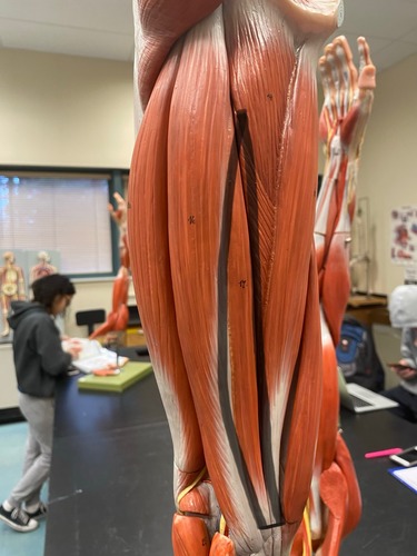 <p>Upper posterior leg, hamstrings, knee flexion and hip extension/rotation</p>