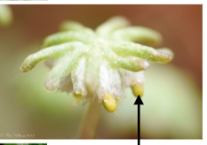 <p>have the smallest sporophytes among Land Plants</p>