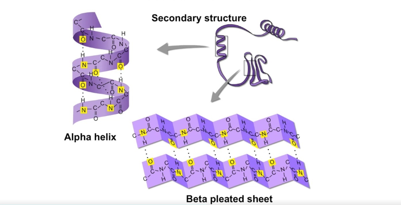 <ul><li><p>amino acid folds into a repeating pattern due to H-bonds</p></li><li><p>bond: <strong>Hydrogen bonds between COOH and NH2 </strong></p></li><li><p>example: alpha helix and beta pleated sheets</p></li></ul>