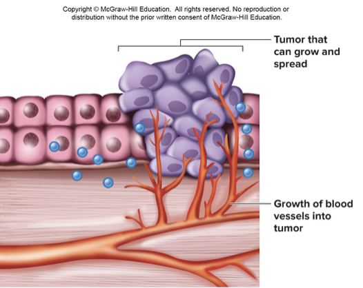 <ul><li><p>Angiogenesis: Tumor releases growth factors, triggering nearby capillaries to grow toward the tumor</p></li></ul>