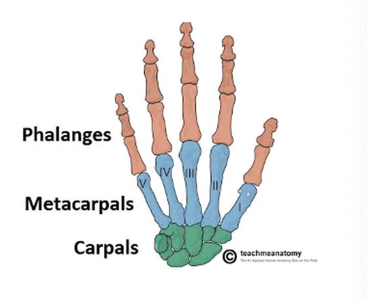 <p>-14 phalanges</p><p>-5 metacarpals</p><p>-8 carpals</p>