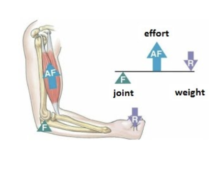 <p><strong>effort</strong> is between the fulcrum and the load</p><p>ex: elbow flexion (bicep curl)</p><p>fulcrum: elbow joint</p><p>effort: biceps brachii pulling on radius</p><p>load: weight of forearm</p><p>function: most common type, allows speed and range of motion but requires more force</p>