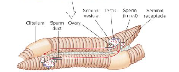 <p>earthworm reproduction</p>