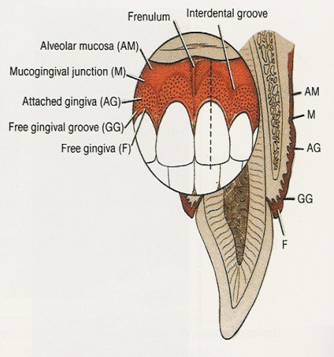 <p>Gingiva = Free gingiva, attached gingiva, interdental gingiva/papilla </p>