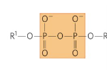<p>Name this functional group</p>