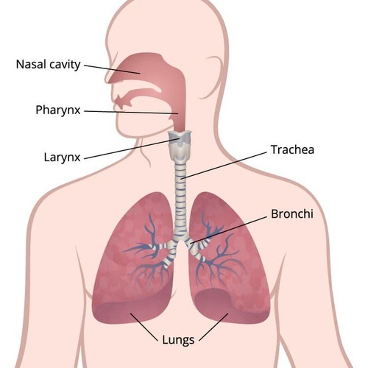 <p>Facilitates gas exchange between atmosphere and body.</p>