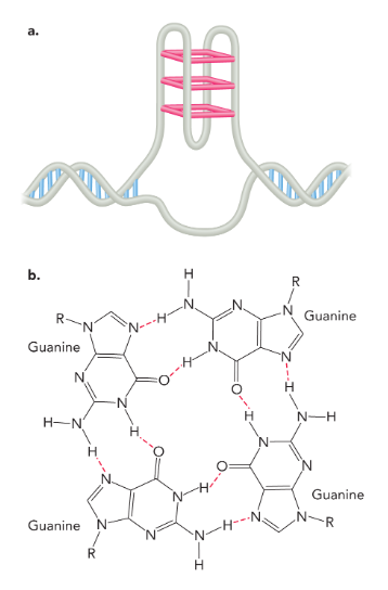 <p>four guanine bases connected by hydrogen bonds stacked on top of each other</p>