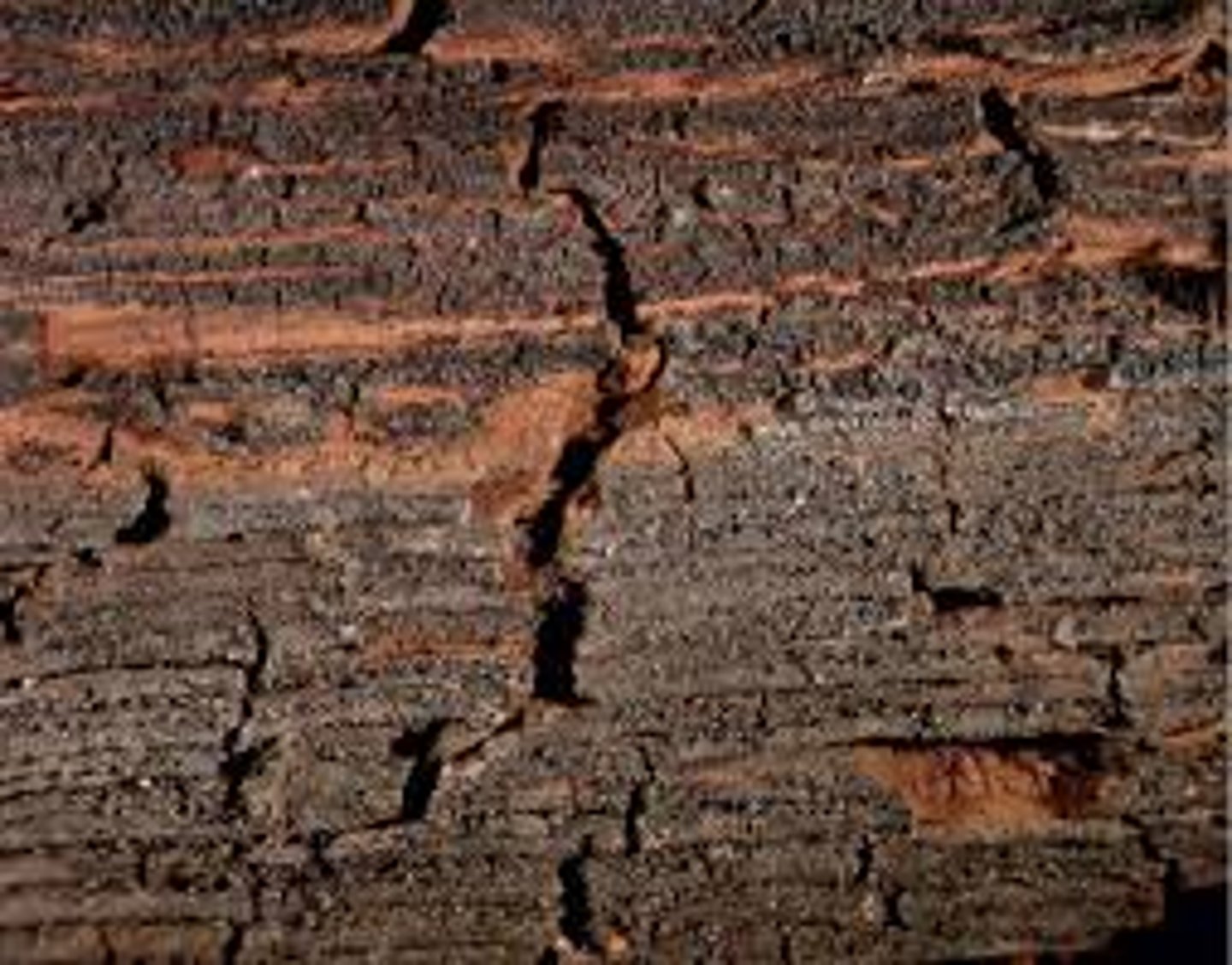 <p>brunatna zgnilizna</p>