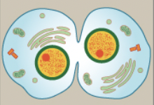 <p>divides the cytoplasm into two distinctive cells</p>