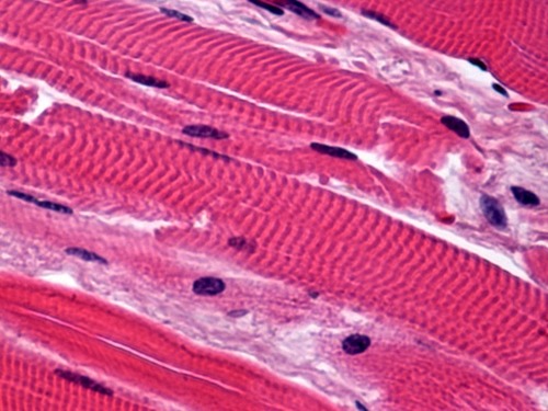 <p>Name the tissue</p>