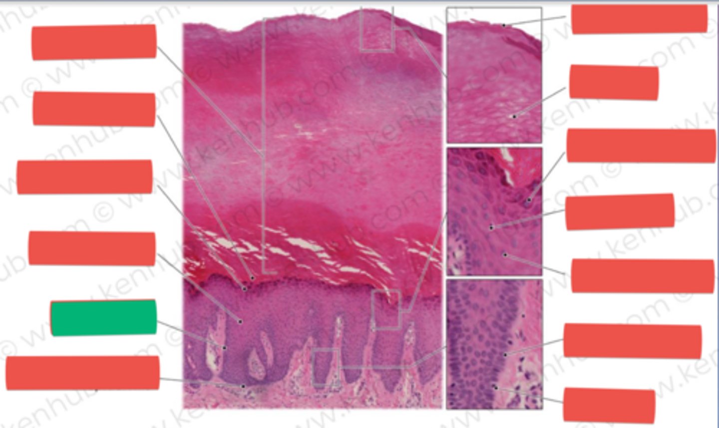 knowt flashcard image