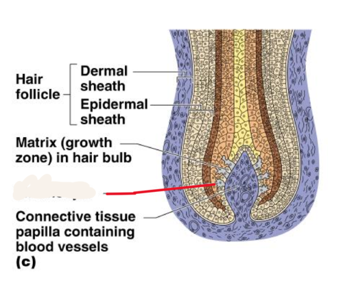 <p>cells that produce melanin</p>