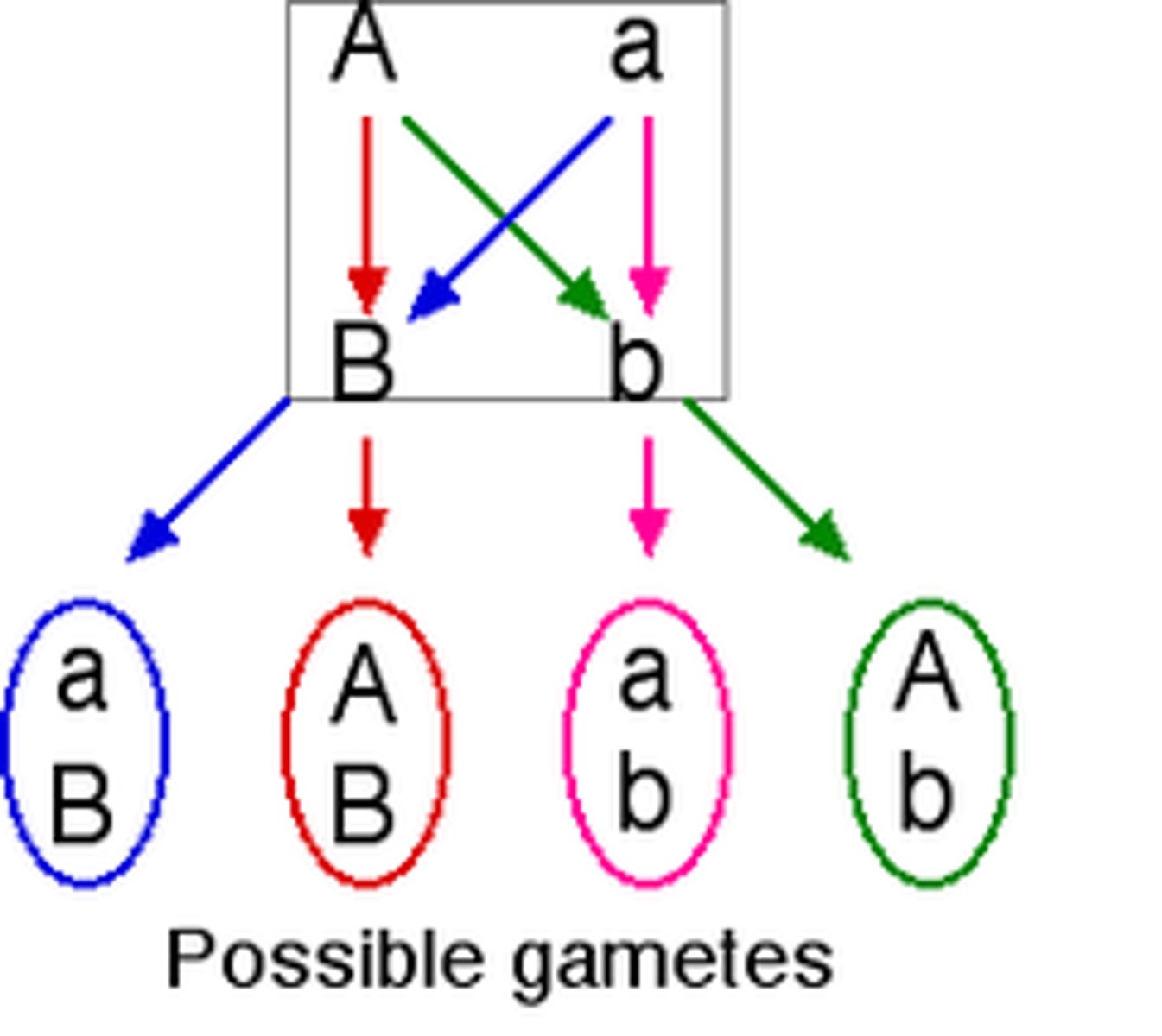 <p>genes do not influence each other with regard to the sorting of alleles into gametes: every possible combination of alleles for every gene is equally likely to occur.</p>