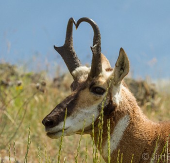<p>Pronghorn </p>