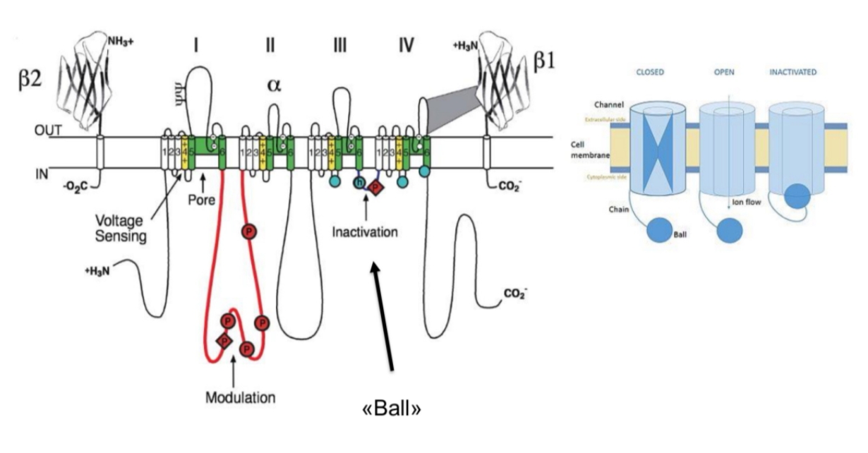 <p>La regione “Ball” della proteina é collegata alla Chain, che é collegata al canale stesso. Nella Ball, durante l’inattivazione, viene lasciato un residuo di fosfato che porta la palla ad incastrarsi nel canale, bloccando il passaggio di Na+. </p><p>Successivamente la Ball esce dal canale, che si chiude definitivamente (prima era solo inattivato). </p>