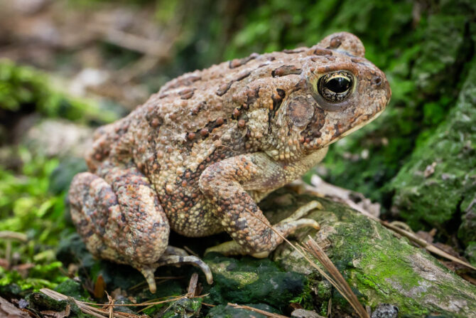 <p>Fowler’s Toad</p>