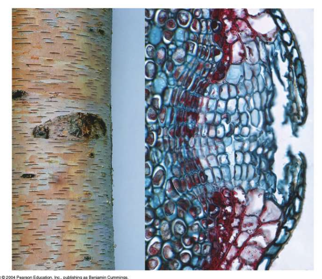 <p>Small openings in outer bark of stems and roots that allow gas exchange which is blocked by suberin</p>