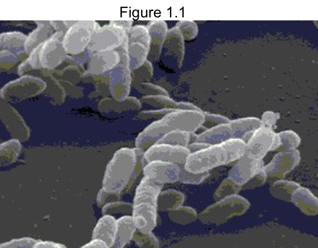 <p><span>The bacterial shape of the cells in Figure 1.1 would best be described as</span></p>