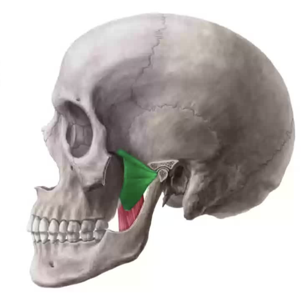 <p>What does this structure correspond with?</p>