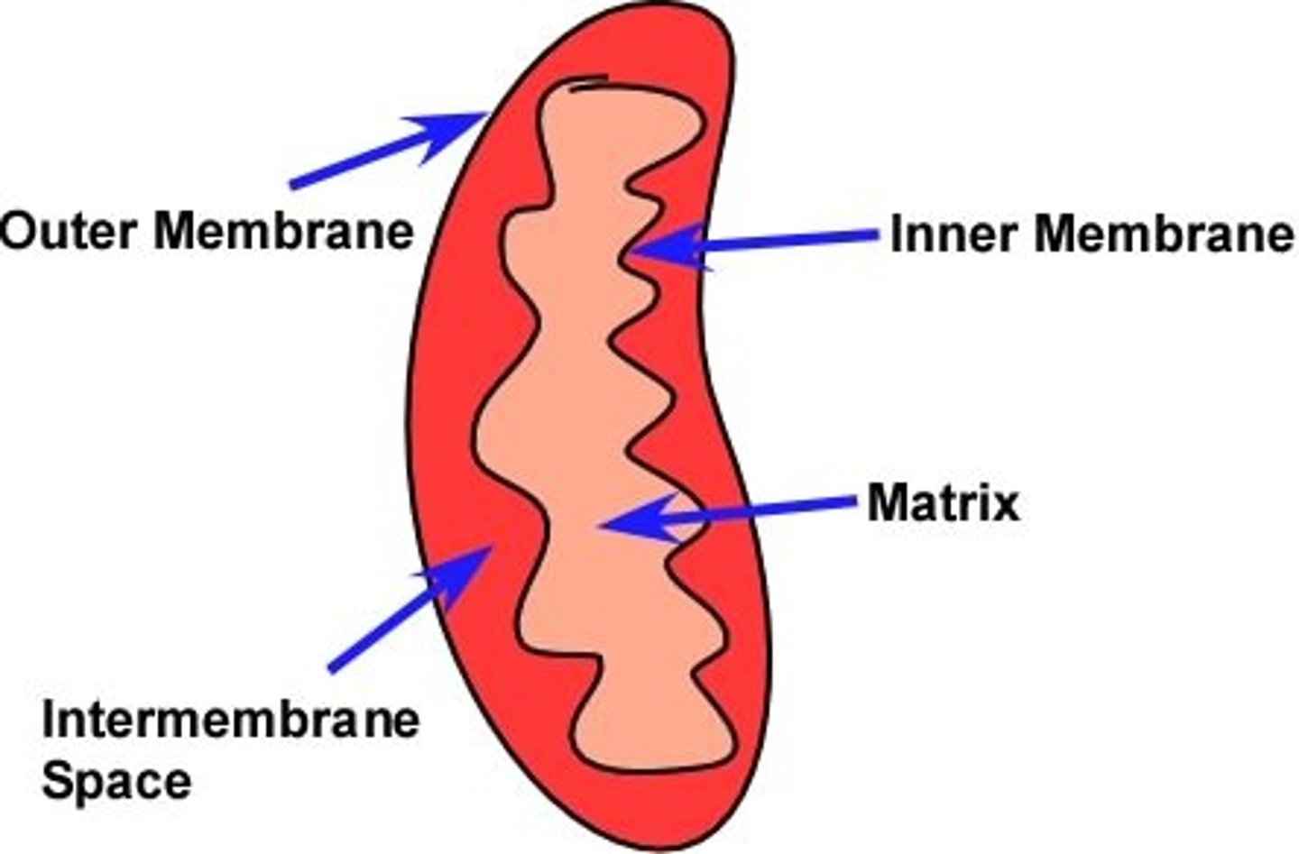 <p>the fluid filled space between the inner and outer mitochondrial membranes</p>