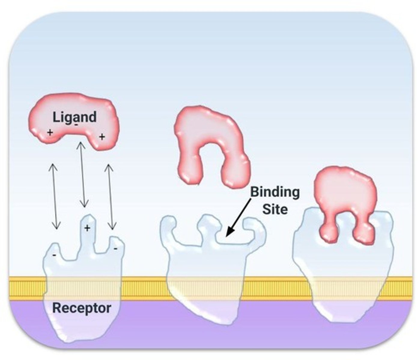 <p>The binding causes a conformational change in the receptor, initiating a signaling pathway, and the ligand is released unchanged.</p>