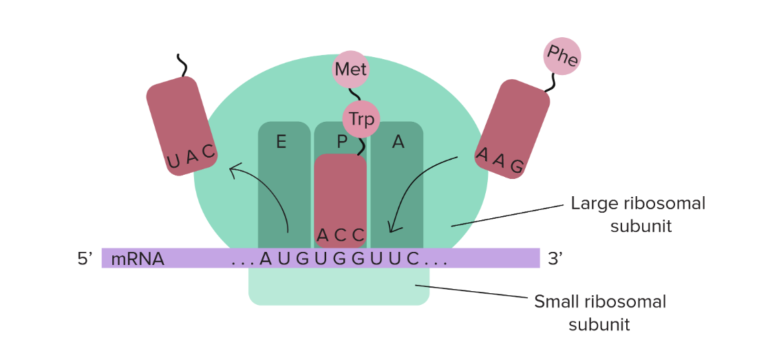 <ul><li><p>Ribosomes are made up of<strong> two basic pieces:</strong> a large and a small subunit. These two subunits are composed of protein and rRNA (ribosomal RNA). During translation, these subunits come around/enclose an mRNA molecule (first the small subunit, then the large one) and move forward on the mRNA (5’ to 3’) reading codon by codon (groups of 3 bases); this is known as <strong>translocation.</strong> After translation is finished (a protein is built) these two subunits separate allowing for a ribosome to be reused.</p></li></ul><p></p><ul><li><p>Ribosomes also have <strong>three different slots/sites</strong>: the A site, the P site, and the E site (from right to left). These are used by the tRNAs to move along during translation.</p><ul><li><p>A site: the first site a tRNA moves through. In here, the tRNA, charged with its corresponding amino acid, enters the ribosome. The tRNA’s anticodon is matched to the proper mRNA codon sequence.</p></li><li><p>P site: In here, the tRNA in the P site holds the growing polypeptide chain. When a new charged tRNA enters the A site, a <strong>peptide bond forms</strong> between the amino acid on the P-site tRNA and the one on the A-site tRNA. After the bond forms, the P-site tRNA becomes uncharged and moves to the E site (its corresponding mRNA codon sequence also moves), while the tRNA that was in the A site now carries the growing chain and shifts into the P site as the mRNA moves forward. This process keeps on going as the mRNA sequence continue to be read.</p></li><li><p>E site: Also known as the exit site. The uncharged tRNA that used to be in the P site is now in the E site. In here, such tRNA detaches from the mRNA codon sequence and leaves the ribosome through this E site. The mRNA sequence moves along (5’ to 3’) and the ribosome reads the next mRNA codon.</p></li></ul></li></ul><p></p><p>Important to remember: in eukaryotes, some ribosomes are wandering free in the cytosol and other are bound to the rough ER, it depends on whether the protein is meant to be secreted or for membranes.</p><p>In prokaryotes, the ribosomes are in the cytosol.</p><p>Another note: several ribosomes can translate the same mRNA forming a polyribosome (polysome).</p>