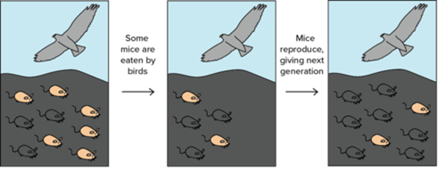 <p>The environmental condition that <strong><span class="bgP">kills</span> individuals <span class="bgB">without the adaptation</span></strong></p>