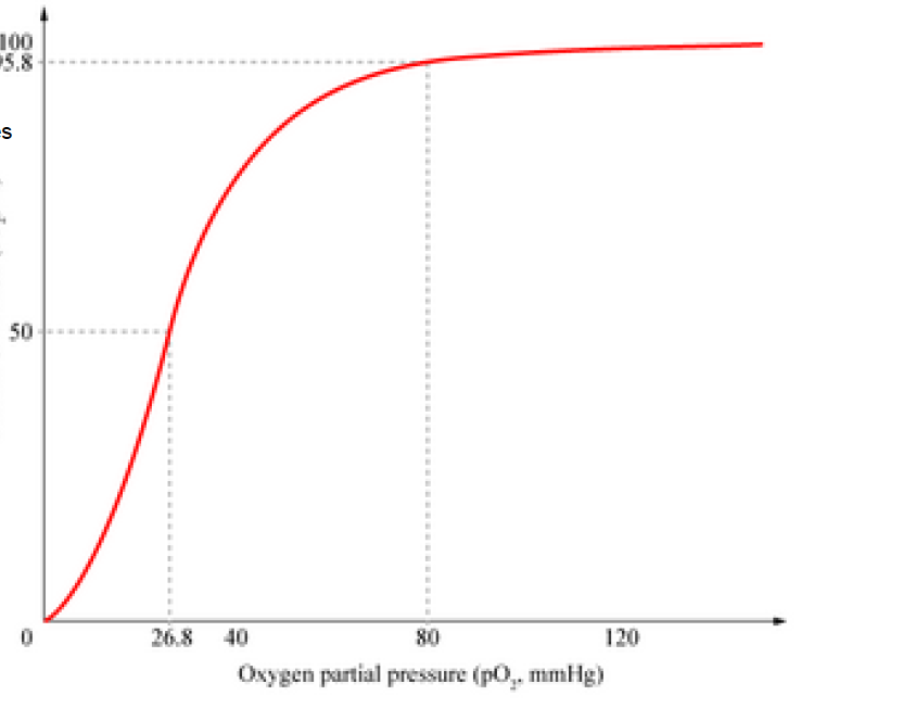 <ul><li><p>O2 and CO2 transport</p></li><li><p>moving to the _, hemoglobin will let go of oxygen</p></li></ul>