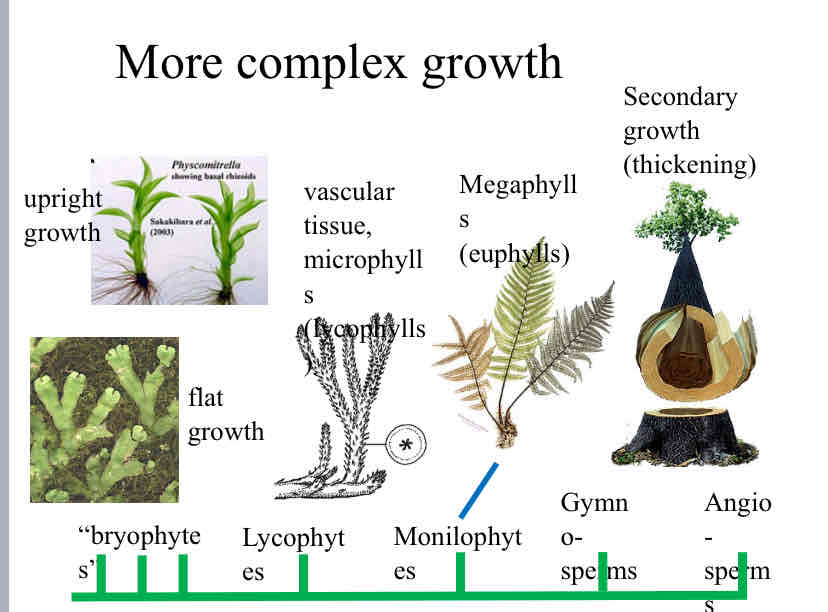 <p>Evolutionary Trends ( Complex Growth)</p>