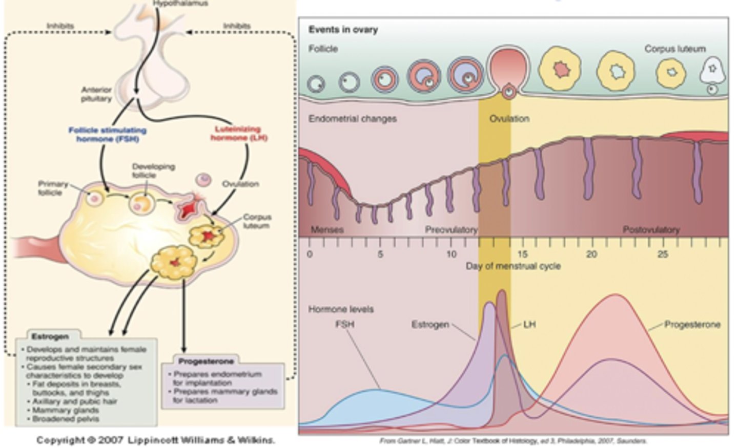 <p>corpus luteum atrophies, uterine muscle contracts (ischemia), endometrium degenerates and is expelled</p>
